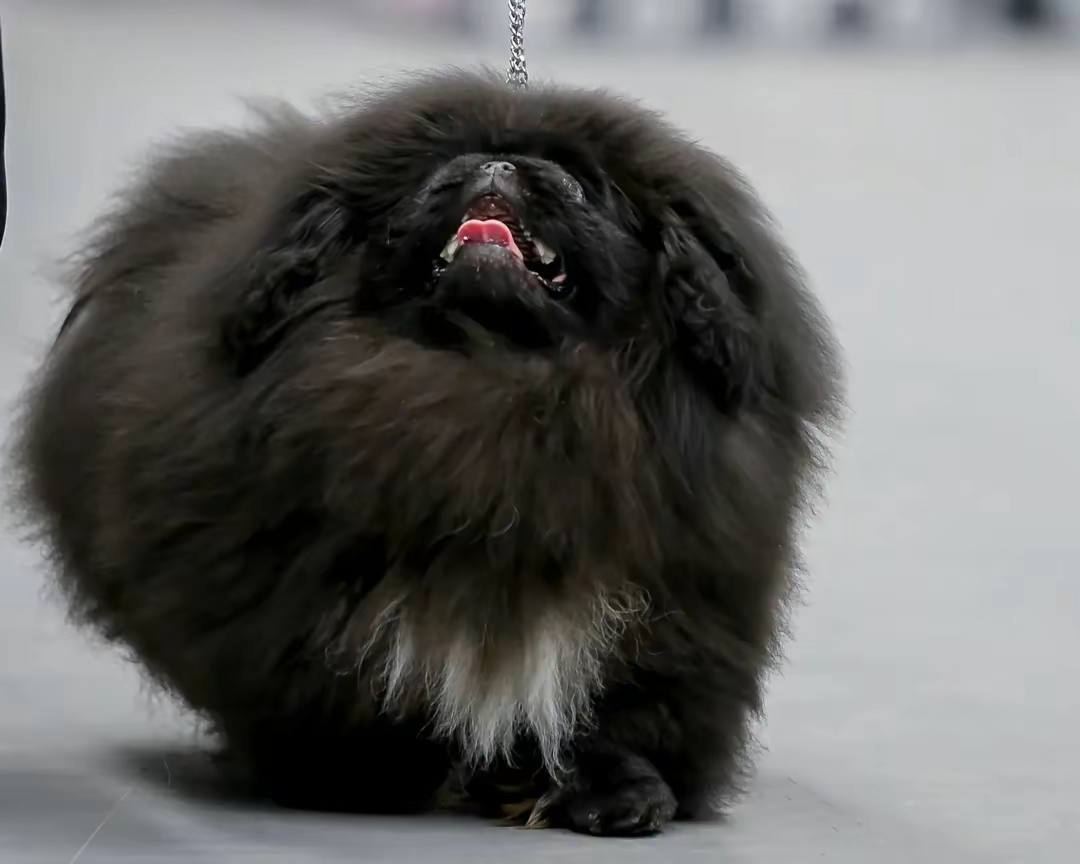 photo dog