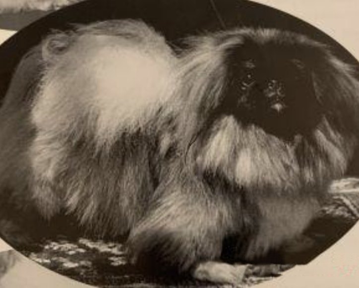 родословная собак пекинес щенок