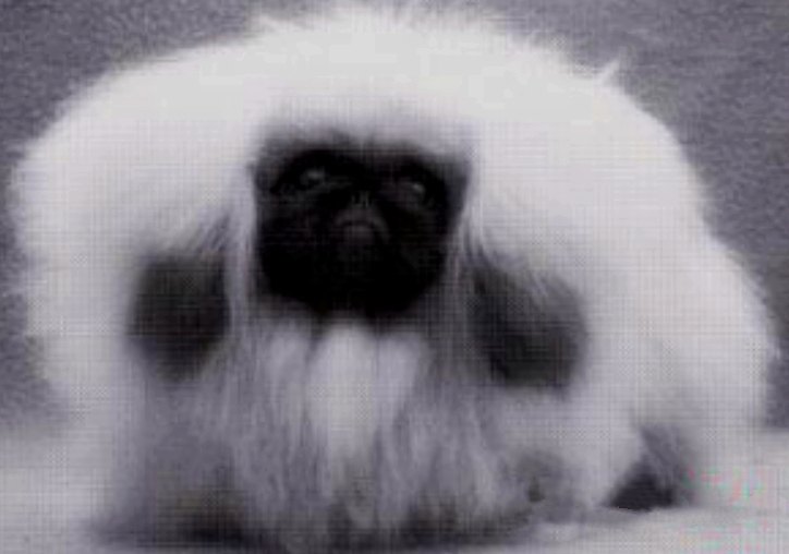 родословная собак пекинес щенок