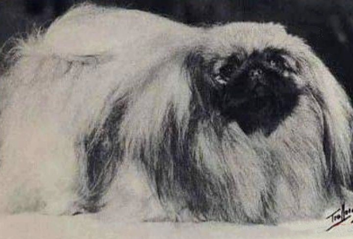 родословная собак пекинес щенок