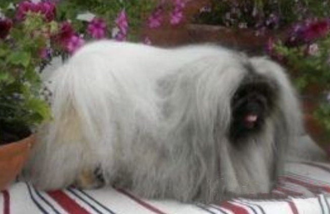 родословная собак пекинес щенок