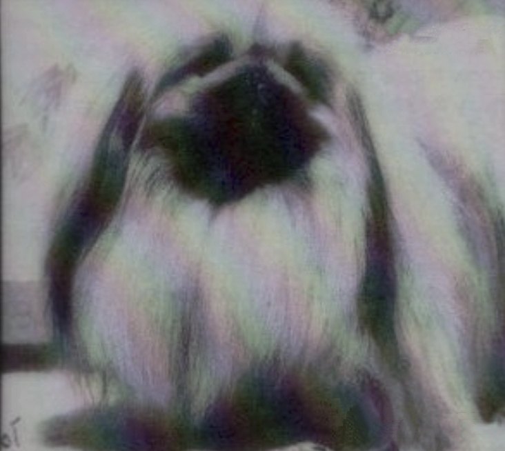 родословная собак пекинес щенок