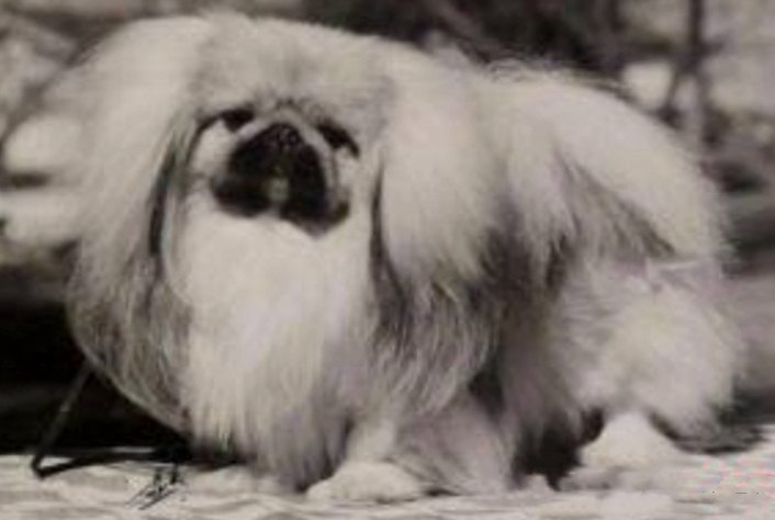 родословная собак пекинес щенок