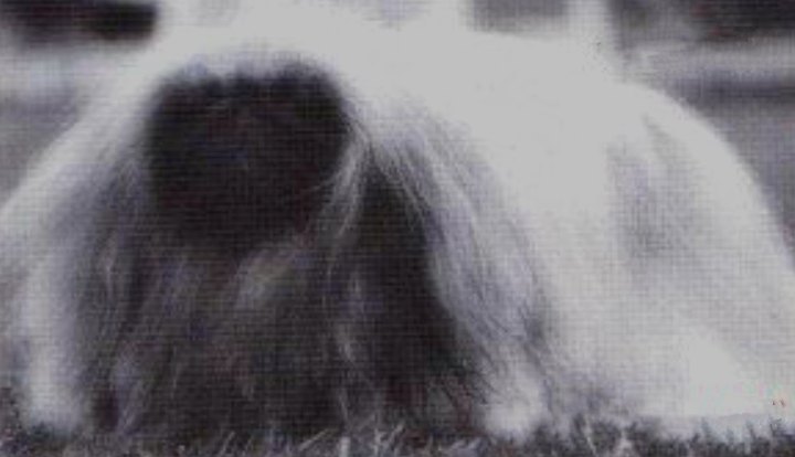 родословная собак пекинес щенок