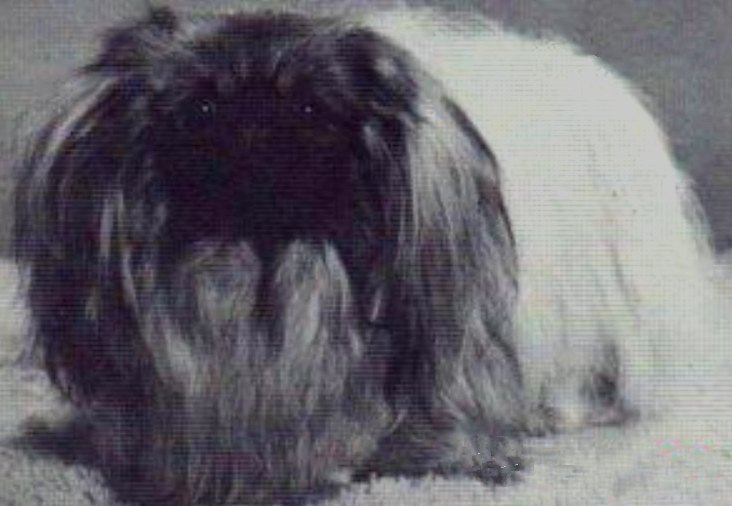 родословная собак пекинес щенок