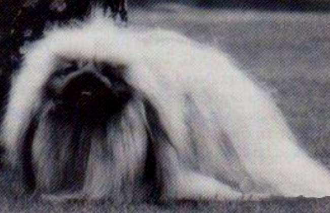 родословная собак пекинес щенок