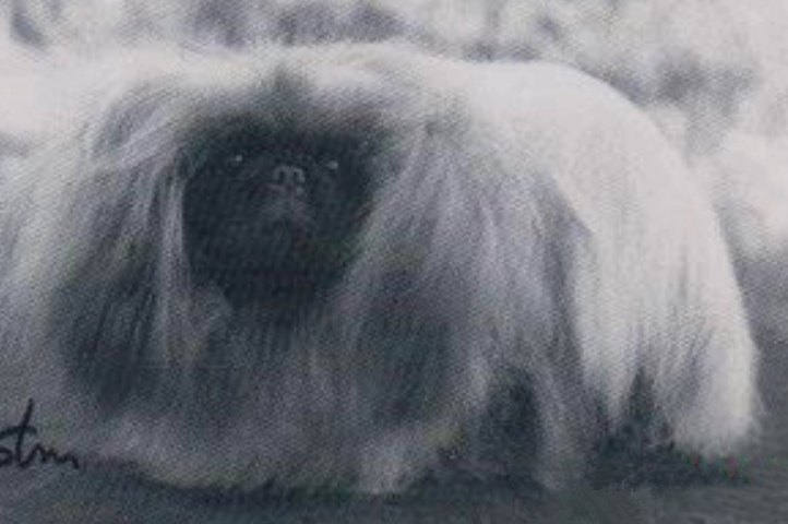 родословная собак пекинес щенок