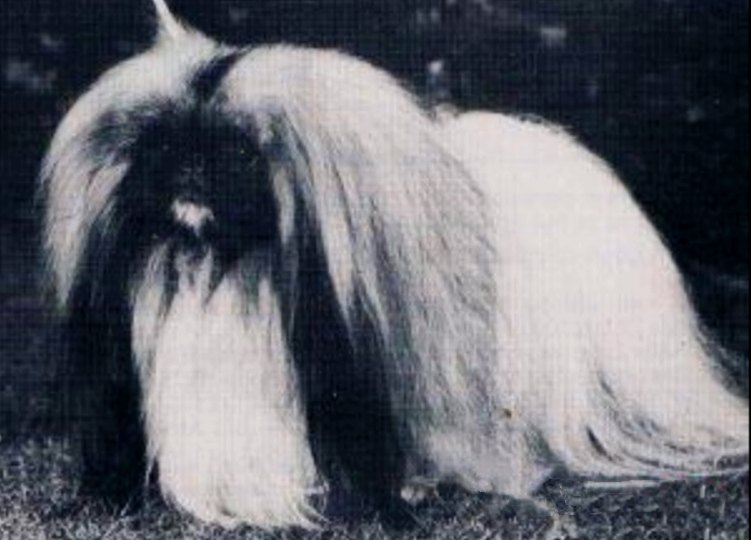 родословная собак пекинес щенок