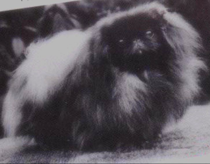 родословная собак пекинес щенок