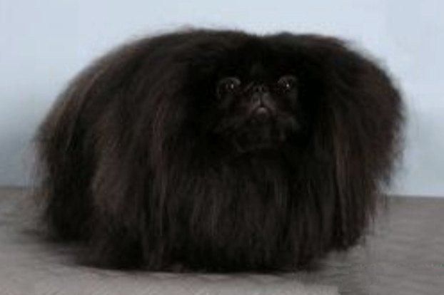 родословная собак пекинес щенок