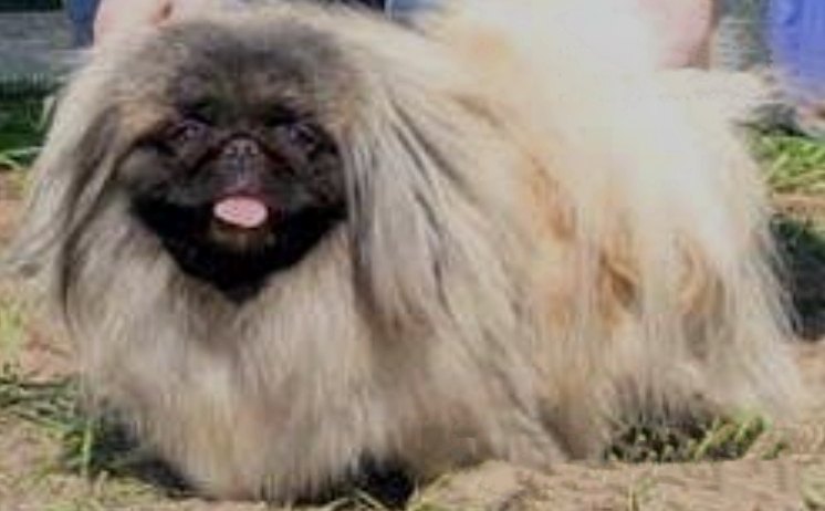 родословная собак пекинес щенок