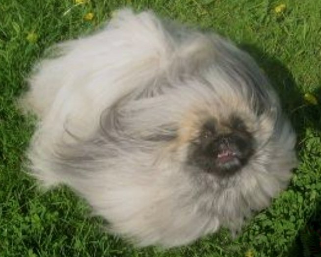 родословная собак пекинес