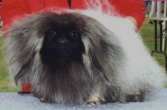 родословная собак пекинес щенок