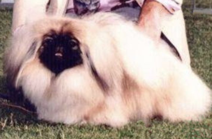 родословная собак пекинес щенок