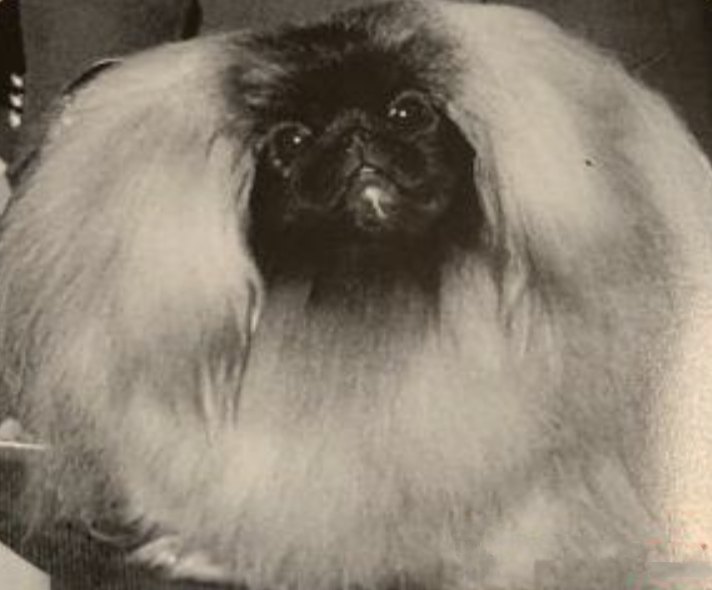 родословная собак пекинес щенок