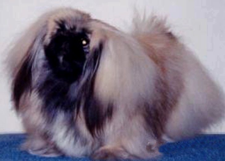 родословная собак пекинес щенок