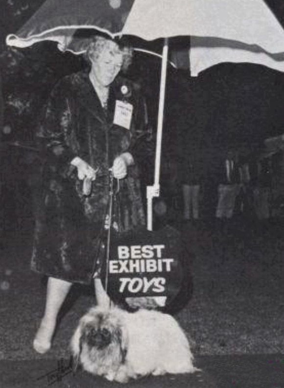 родословная собак пекинес щенок