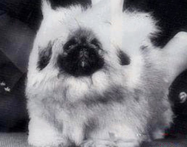 родословная собак пекинес щенок