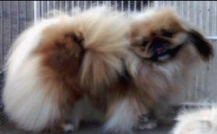 родословная собак пекинес щенок