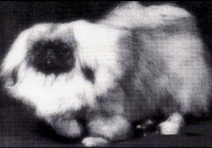 родословная собак пекинес щенок