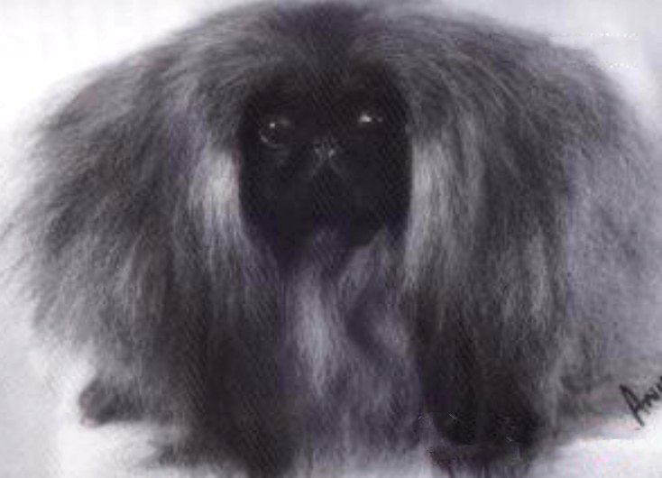 родословная собак пекинес щенок