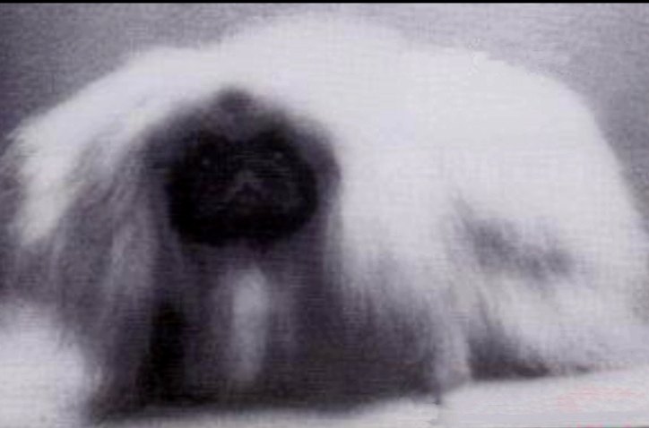 родословная собак пекинес щенок