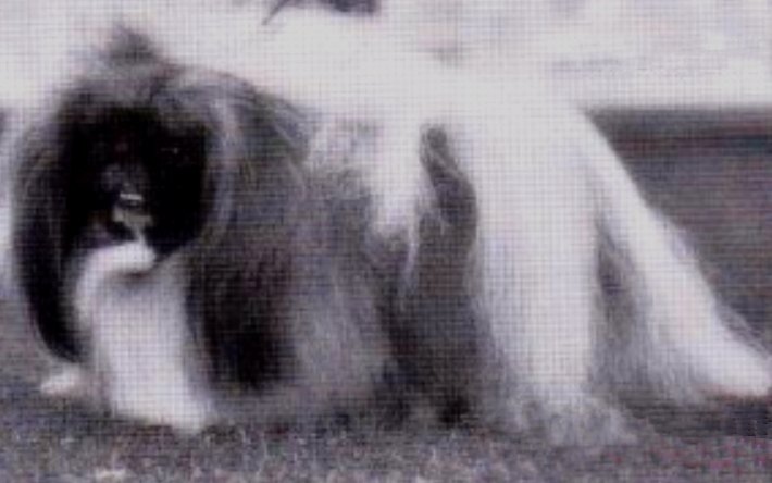 родословная собак пекинес щенок