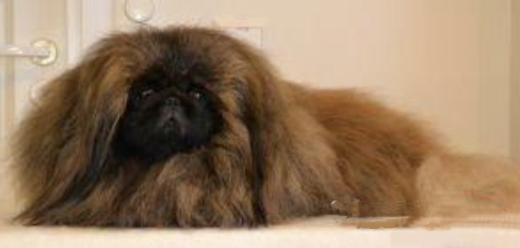 родословная собак пекинес щенок