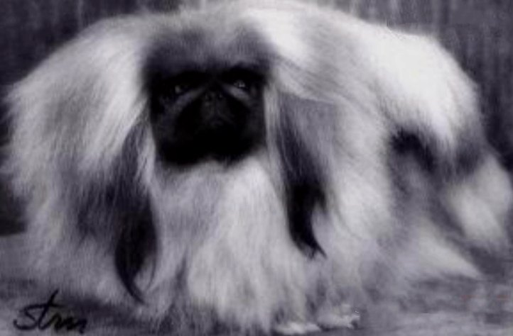 родословная собак пекинес щенок