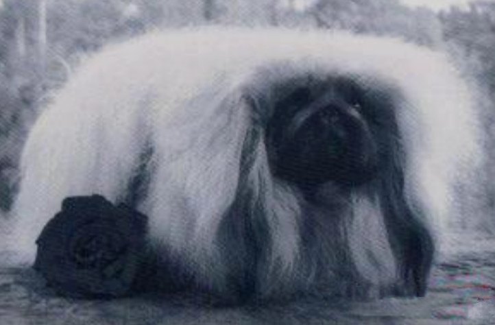 родословная собак пекинес щенок