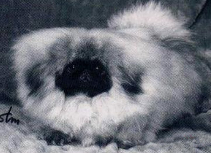 родословная собак пекинес щенок