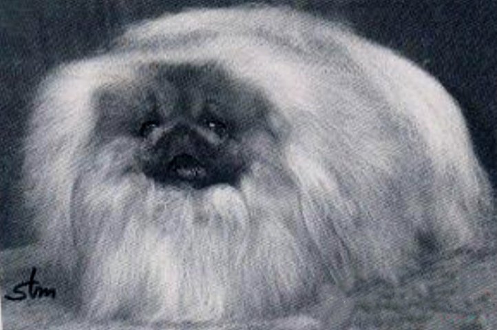 родословная собак пекинес щенок