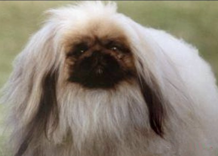 родословная собак пекинес щенок