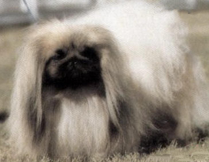 родословная собак пекинес щенок