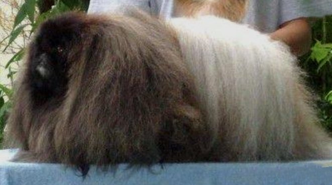 родословная собак пекинес щенок