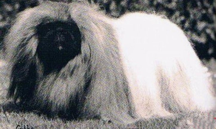 родословная собак пекинес щенок