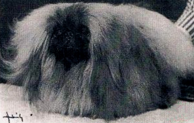 родословная собак пекинес щенок