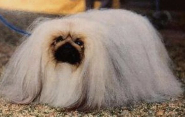 родословная собак пекинес щенок