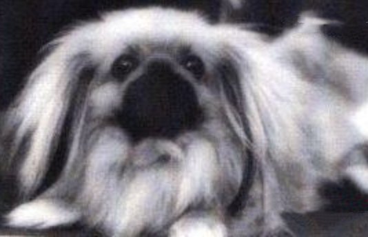 родословная собак пекинес щенок