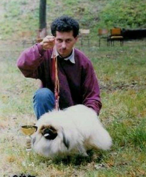 родословная собак пекинес щенок