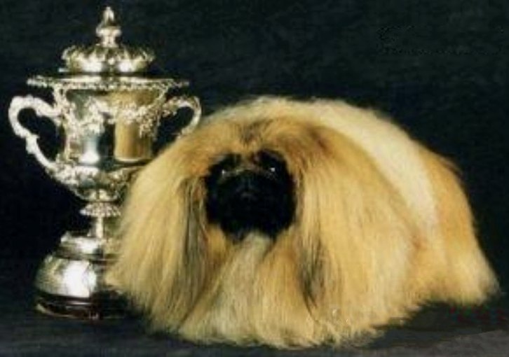 родословная собак пекинес щенок