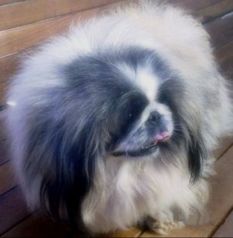 родословная собак пекинес щенок