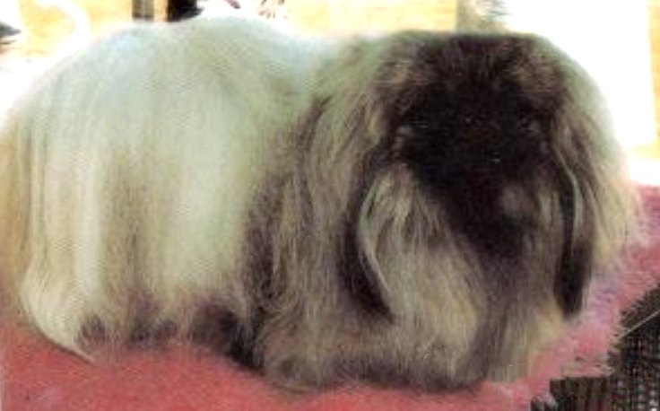 родословная собак пекинес щенок