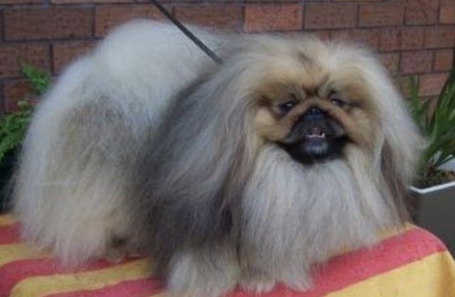 родословная собак пекинес щенок