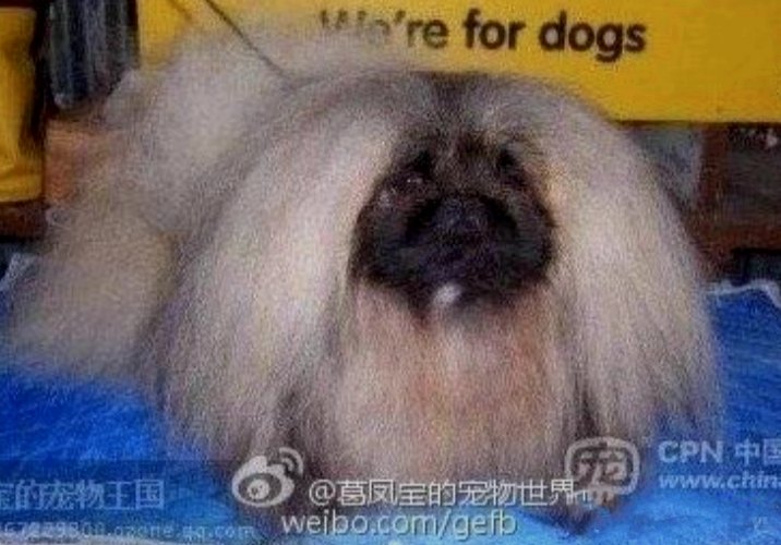 родословная собак пекинес щенок