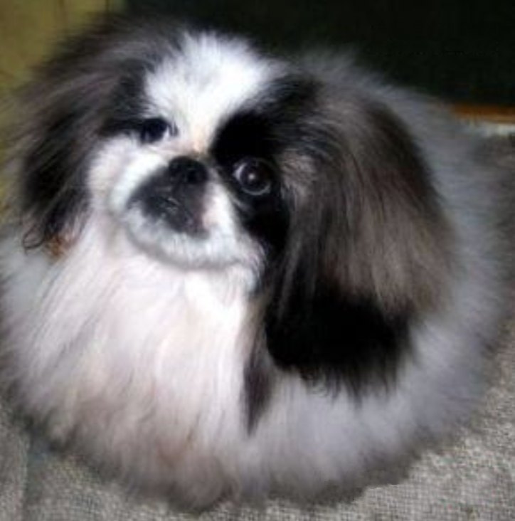 родословная собак пекинес щенок