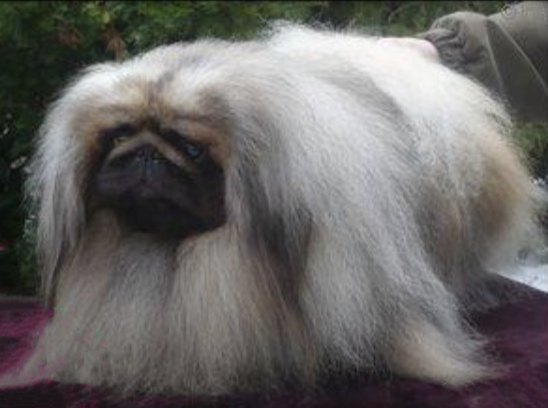 родословная собак пекинес щенок