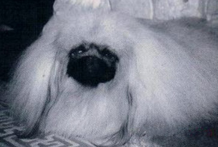 родословная собак пекинес щенок