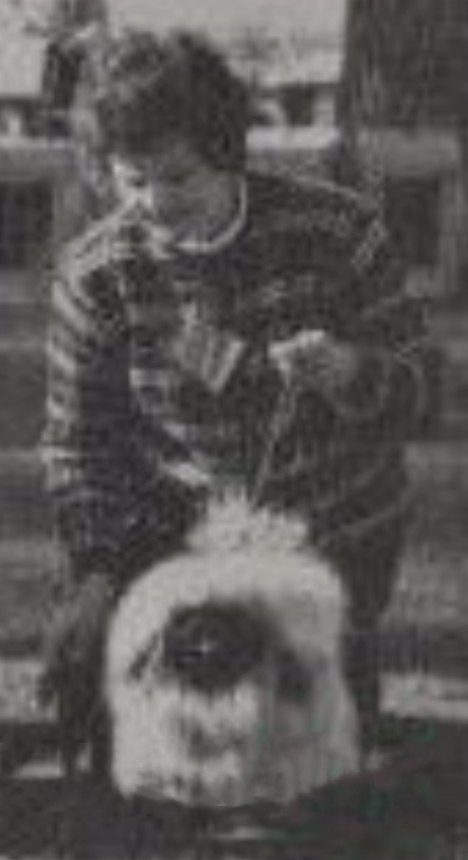 родословная собак пекинес щенок