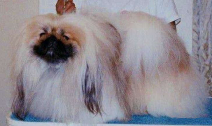 родословная собак пекинес щенок